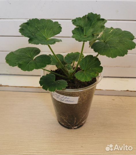 Пеларгония