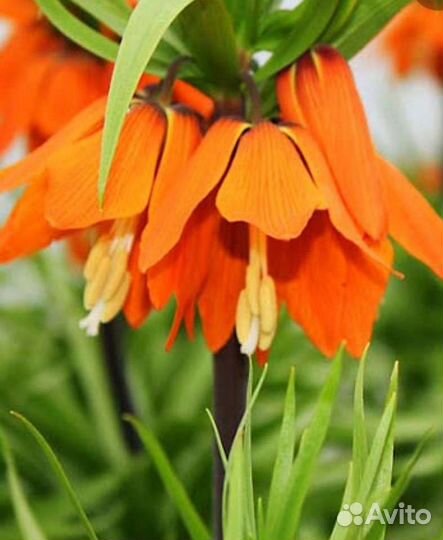 Рябчик императорский