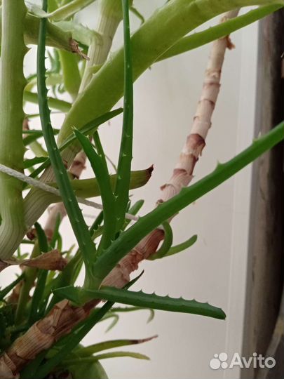 Отростки Алоэ