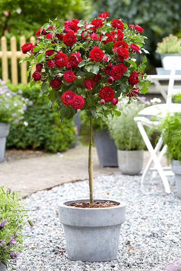 Роза на штамбе