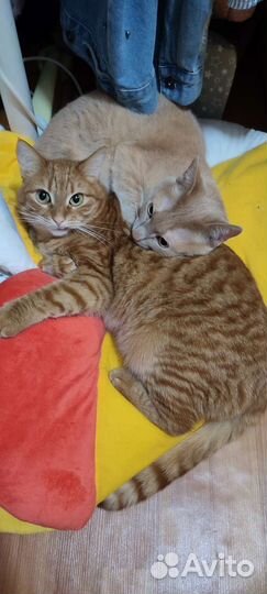 Коты кастрированные