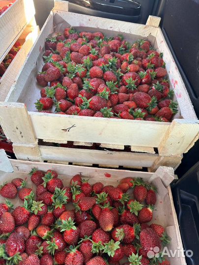 Клубника свежий сбор (разных сортов) с доставкой