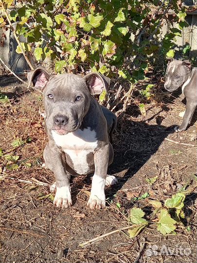 Девочка стаффа