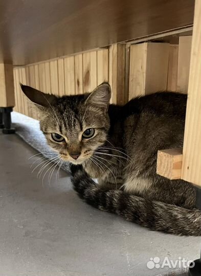 Котик потеряшка