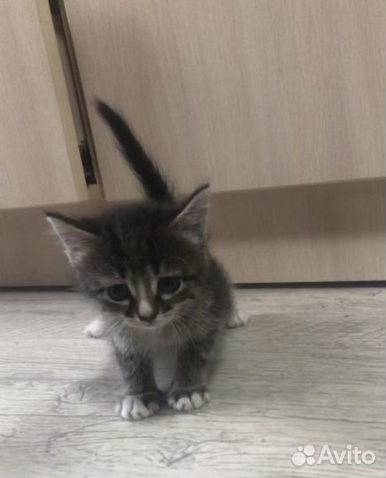 Котёнка в заботливые руки