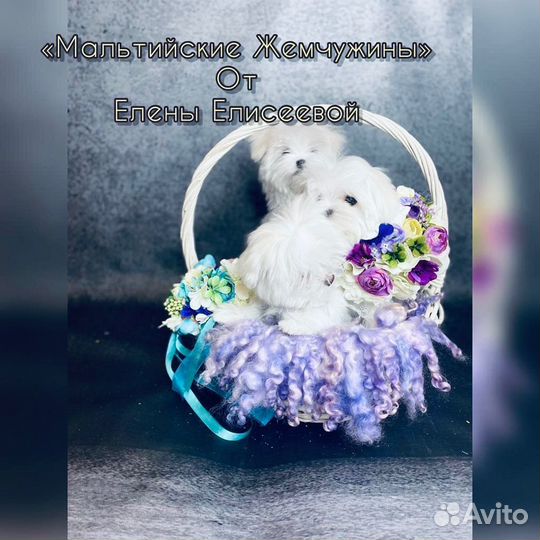 Мальтийская болонка мини