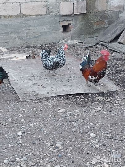 Куры петухи