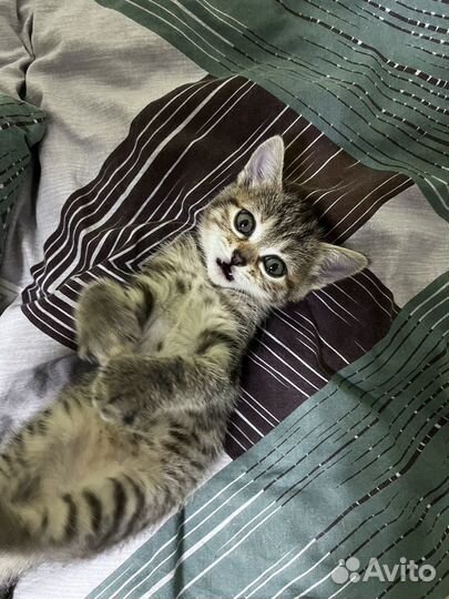 Котенок в добрые руки