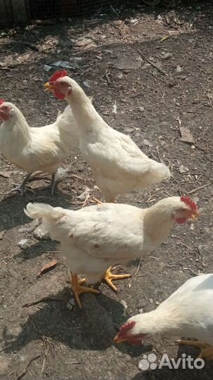 Цыплята подрощенные 3.5месяца