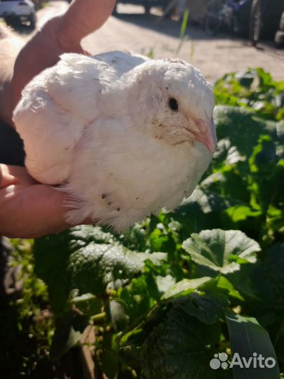 Перепела Белый гигант