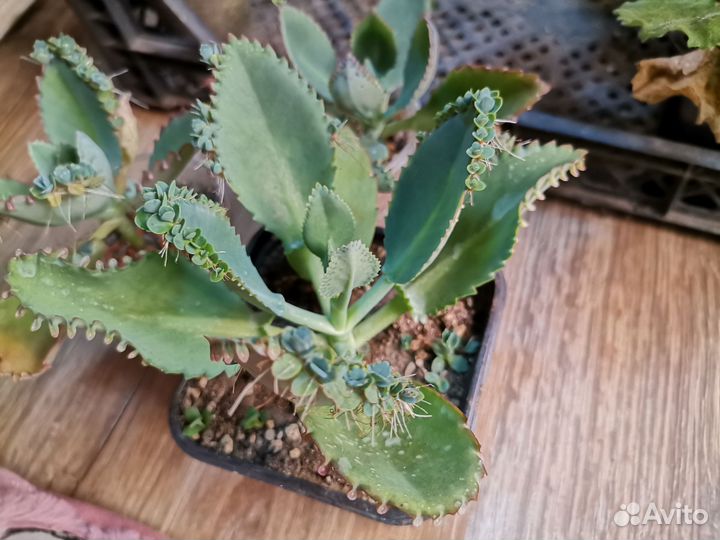 Кактусы и суккуленты