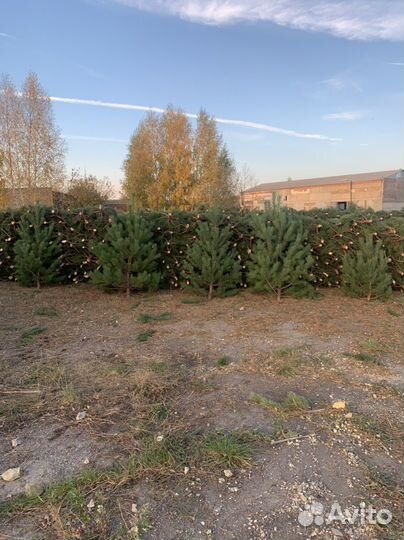 Елка новогодняя