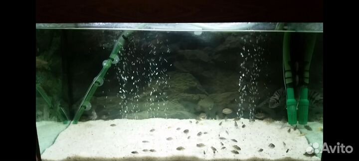 Аквариум 100 литров