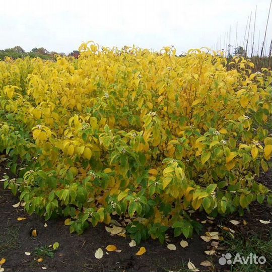 Дерен Флавирамеа