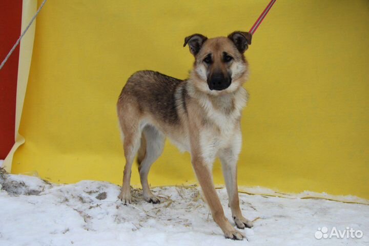 Собаки бесплатно