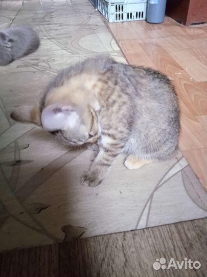 Кошка в дар