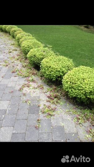 Спирея японская