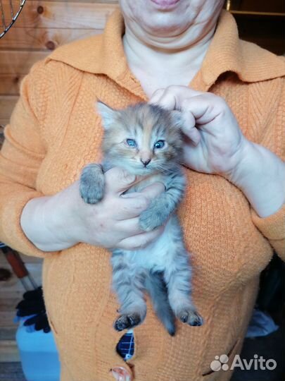 Котята в добрые руки бесплатно
