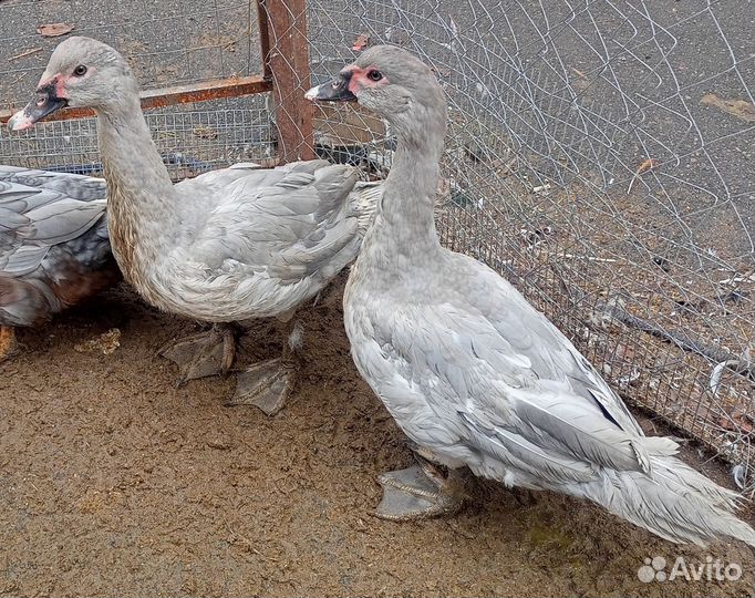 Мускусные утки