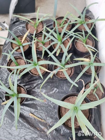 Комнатные цветы алоэ