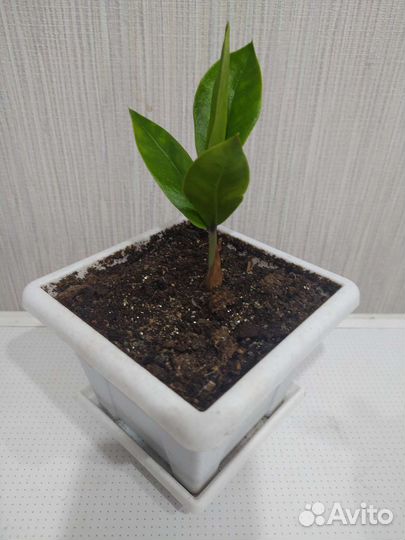 Замиокулькас, большой выбор