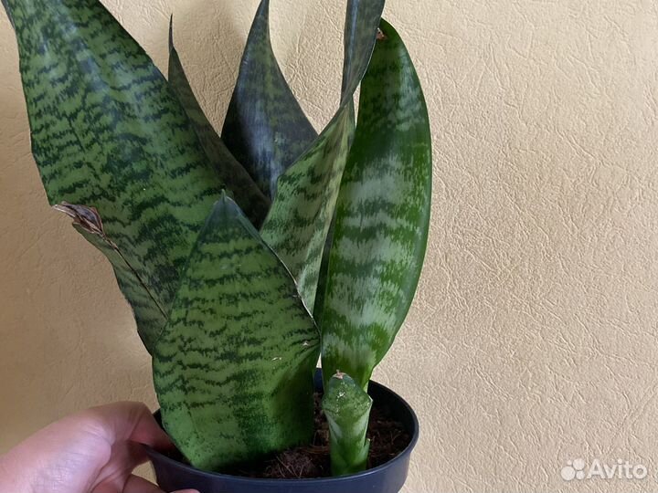 Сансевиерия