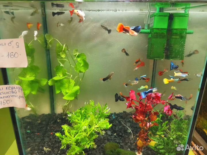 Тернеции гло glofish, данио гло