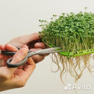 Наборы для выращивания микрозелени доставка