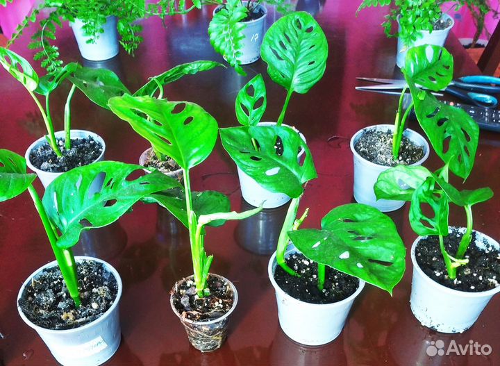 Монстера обликва