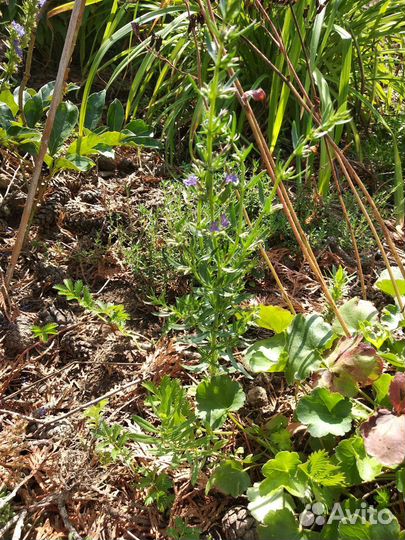 Иссоп декоративное лекарственное растение