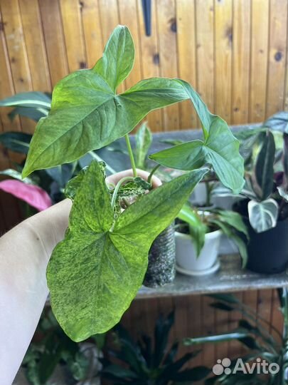 Сингониум моттлед