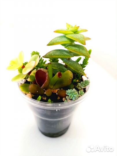 Суккуленты набор