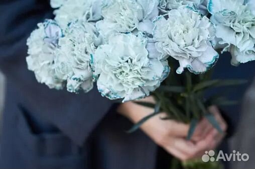 Букеты и композиции из гвоздик(диантусы)