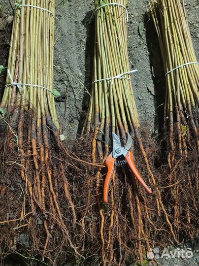 Подвой алычи