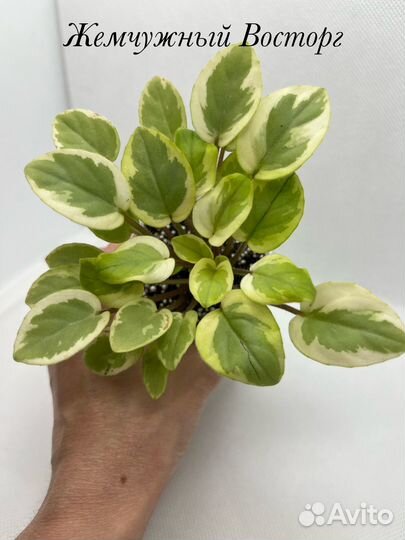 Сортовые фиалки миниатюрые сорта