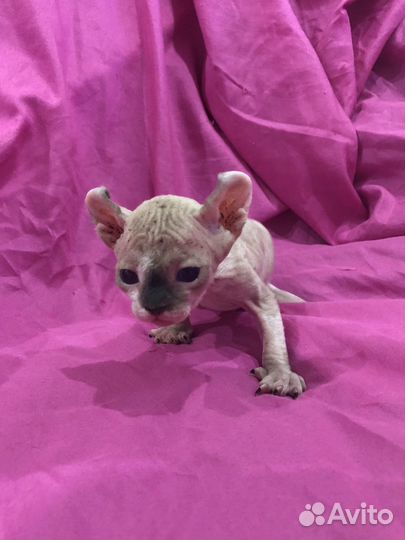 Котята сфинкс эльф