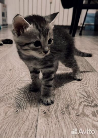 Котята Шотландской вислоухой