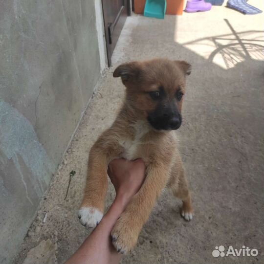 Собака в добрые руки отдам бесплатно