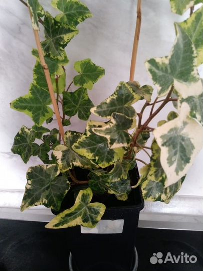 Плющ сортовой вариегатный