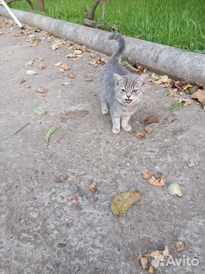 Отдам котёнка