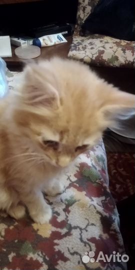 Отдам в добрые руки