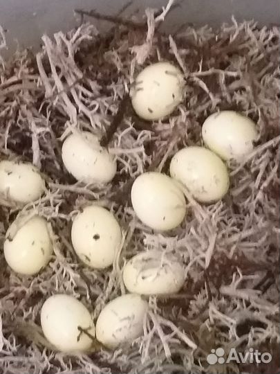 Улитка архахатина F2 иктерика страйп