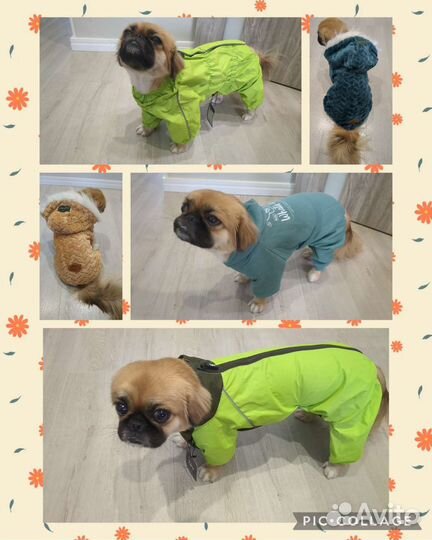 Одежда для собак