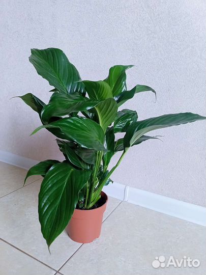 Спатифиллум