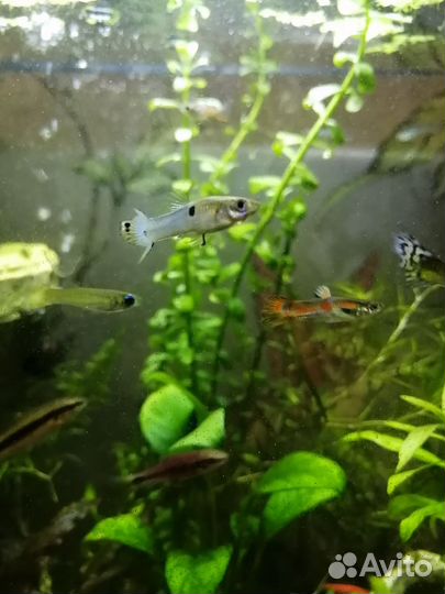 Аквариумные рыбки и растения
