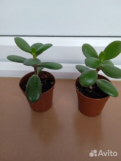 Каланхоэ войлочное и толстянка