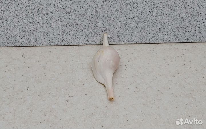 Волва 8,4 морская ракушка раковина