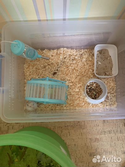 Джунгарский хомяк с клеткой