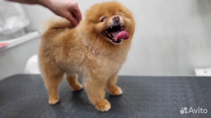 Модель на груминг