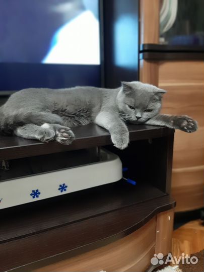 Шотландская вислоухая кошка